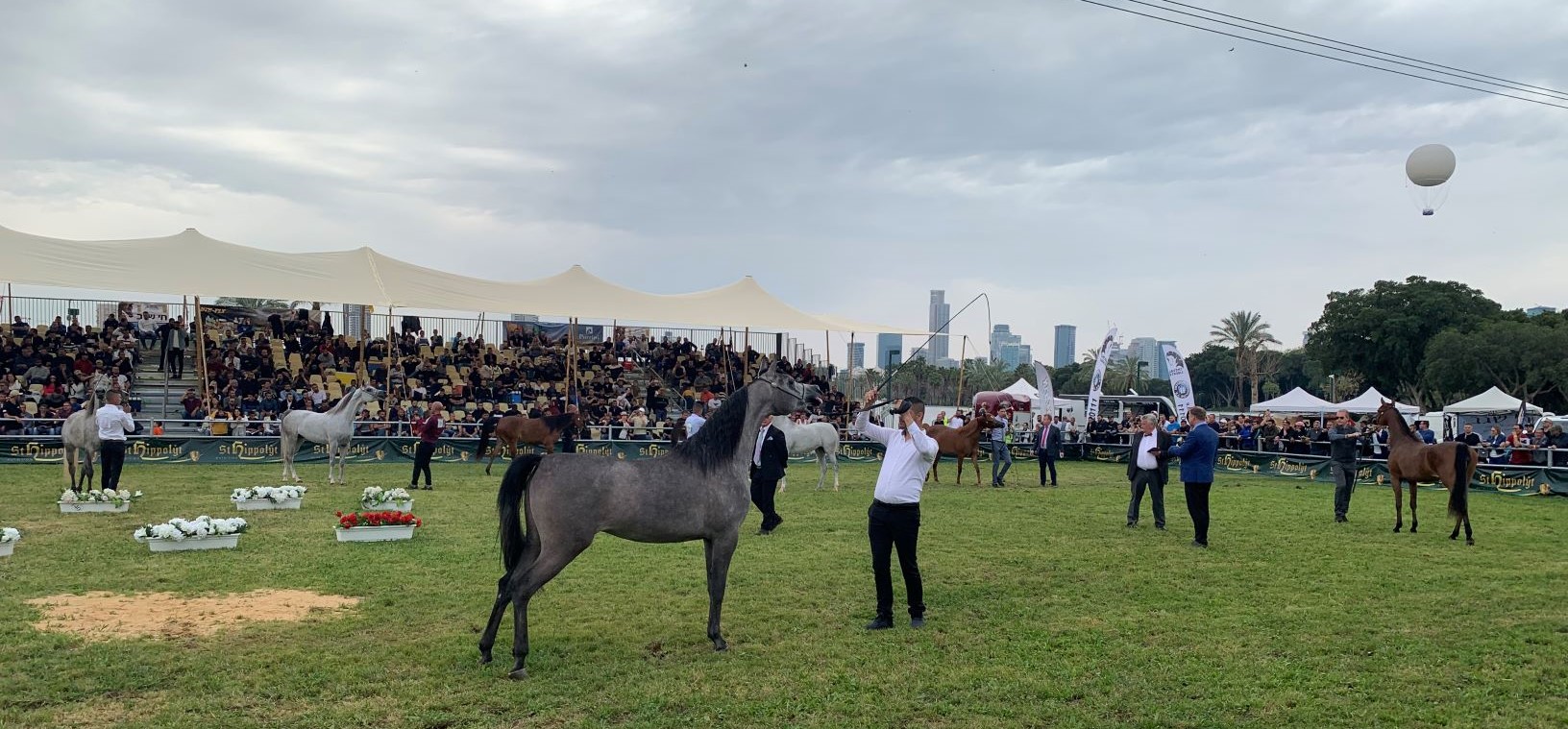 horsestelaviv (2).jpeg.jpeg